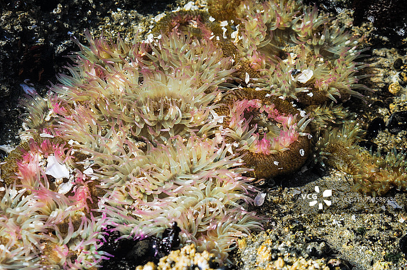 潮汐池中色彩鲜艳的粉红色海葵图片素材