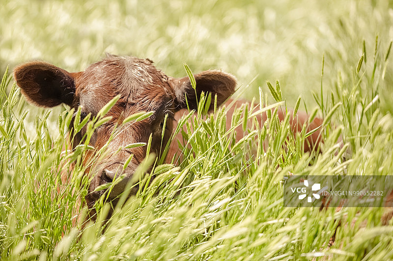 红色安格斯小牛图片素材