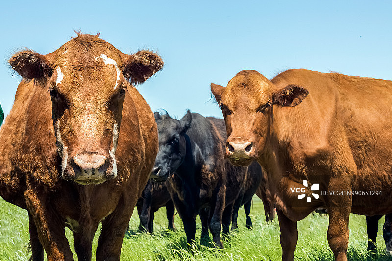 红色安格斯牛特写图片素材