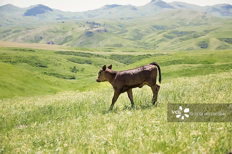 在绿色牧场上行走的黑安格斯小牛图片素材