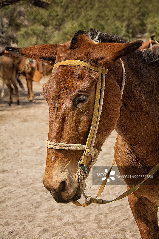 驴头特写图片素材