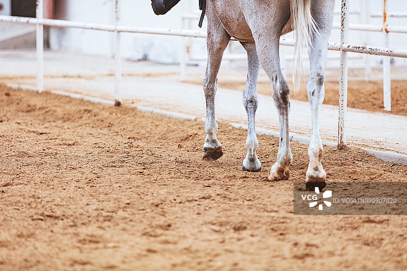白马的腿图片素材