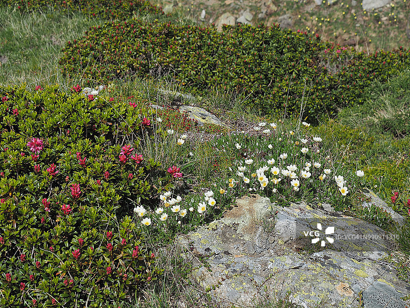 粉色阿尔卑斯玫瑰和白色八瓣白山茶图片素材