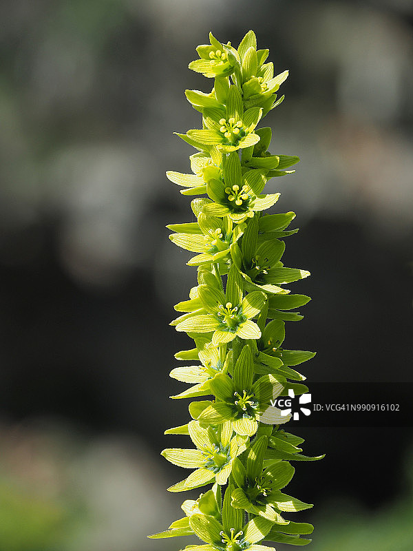 绿藜芦，印度商陆，印度嚏根草，假嚏根草图片素材