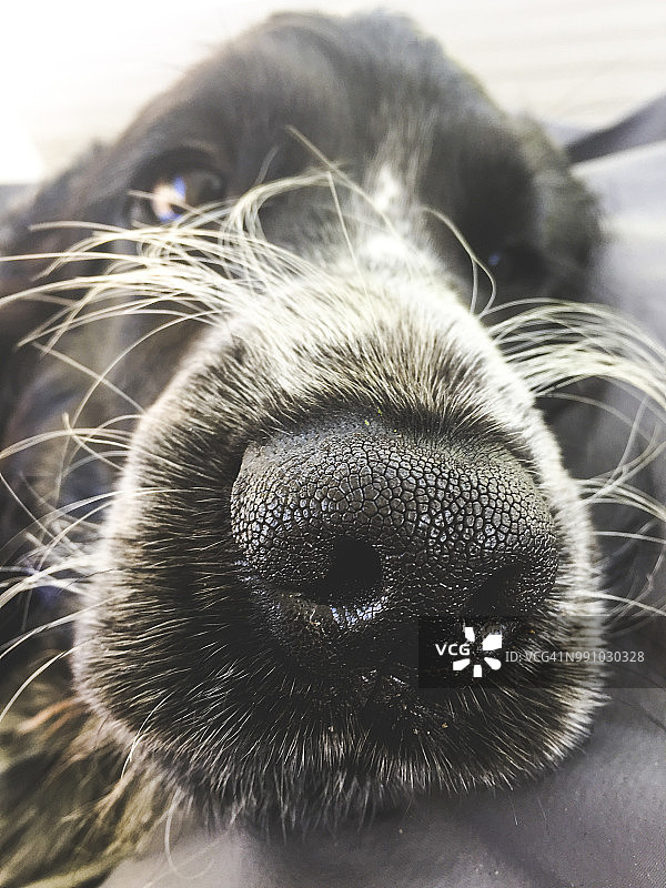 罗恩可卡犬幼犬图片素材