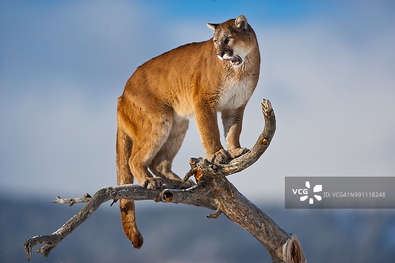 美洲狮在咆哮图片素材