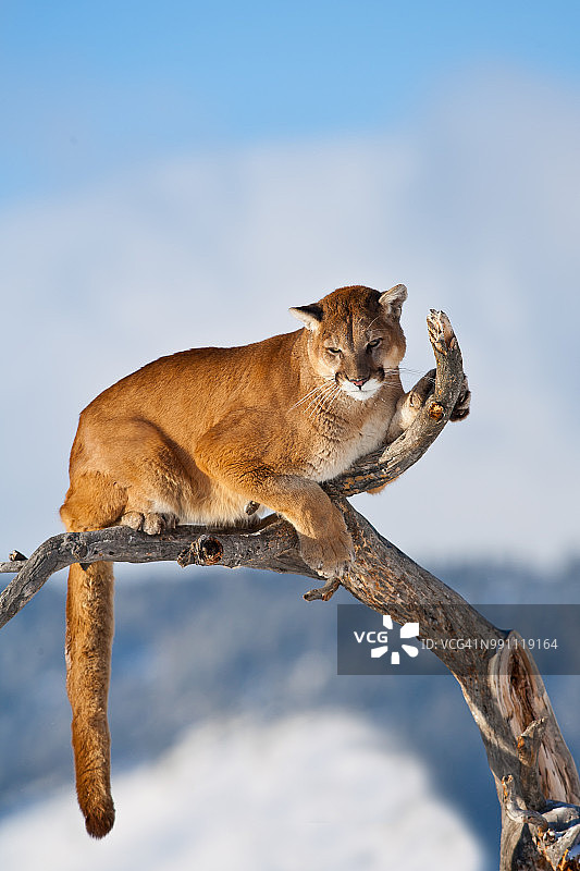 云雾中的美洲狮图片素材