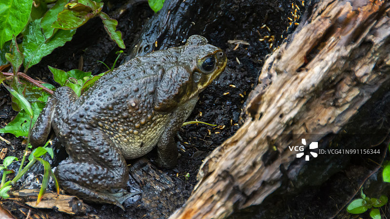 甘蔗蟾蜍特写图片素材