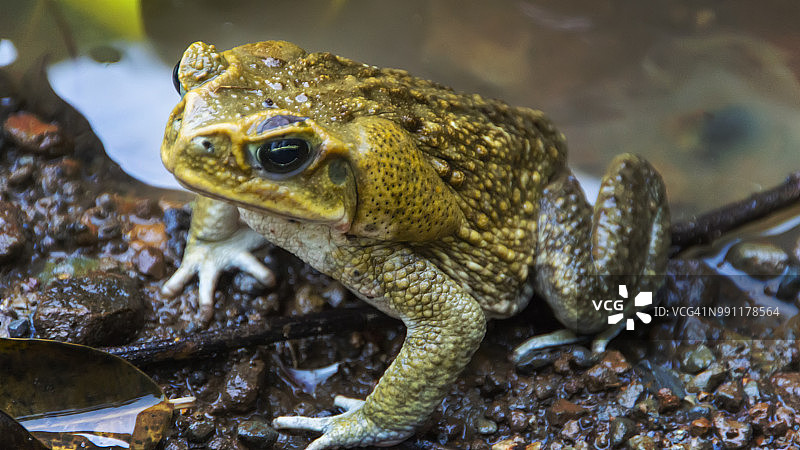 甘蔗蟾蜍特写图片素材