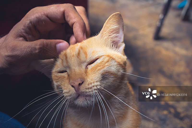 男人在曼谷街头抚摸可爱的猫图片素材