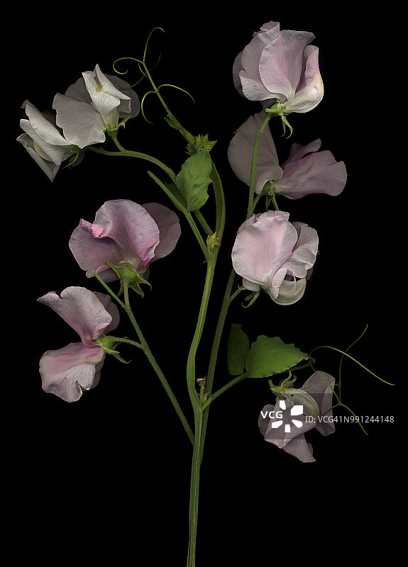 白色野豌豆图片素材