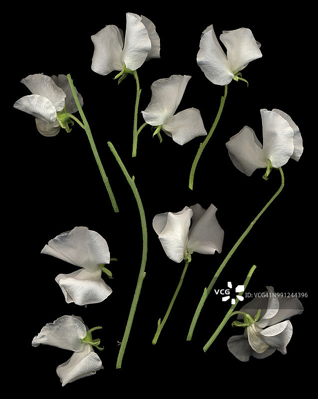 白色野豌豆图片素材