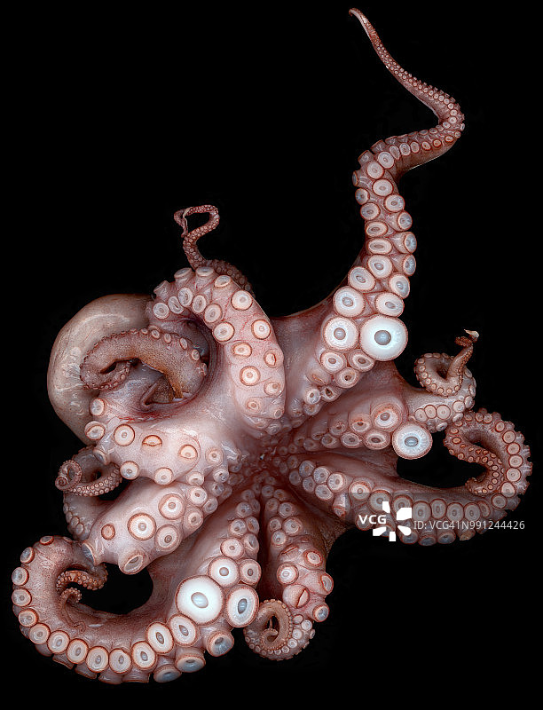 章鱼图片素材