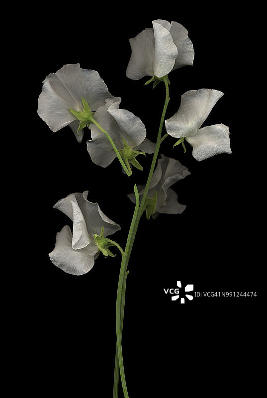 白色野豌豆图片素材