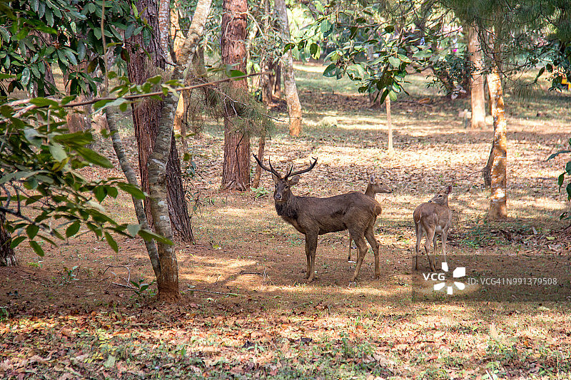 缅甸彬乌伦坎多基国家花园受保护的坡鹿图片素材