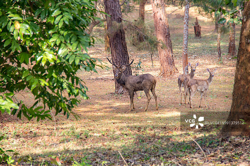 缅甸彬乌伦坎多基国家花园受保护的坡鹿图片素材