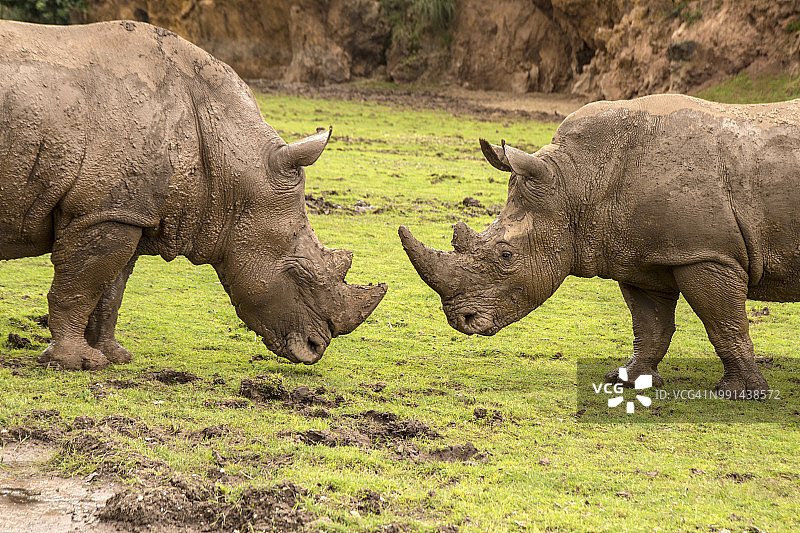犀牛搏斗图片素材