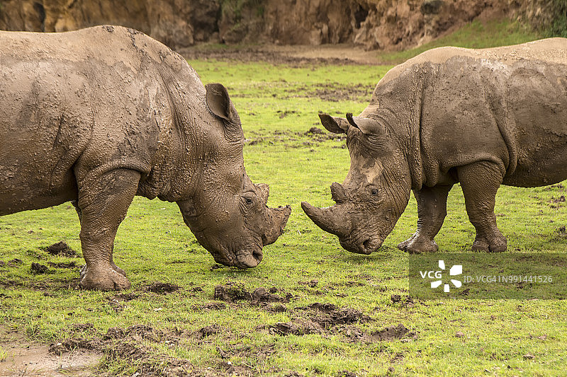 犀牛搏斗图片素材
