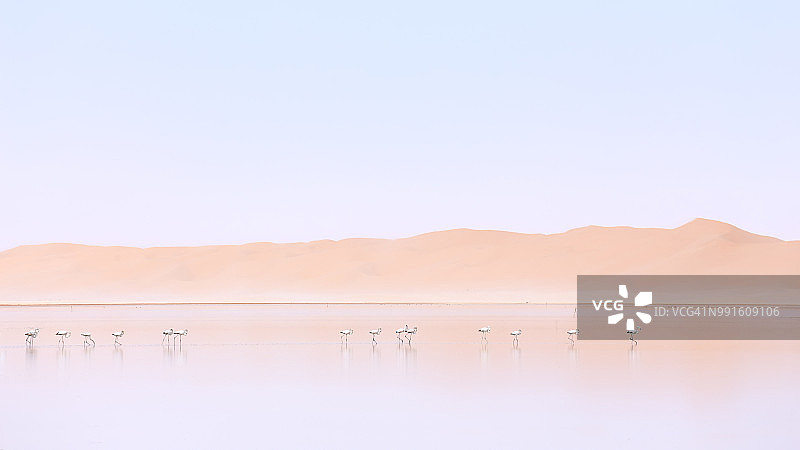 火烈鸟与沙丘图片素材