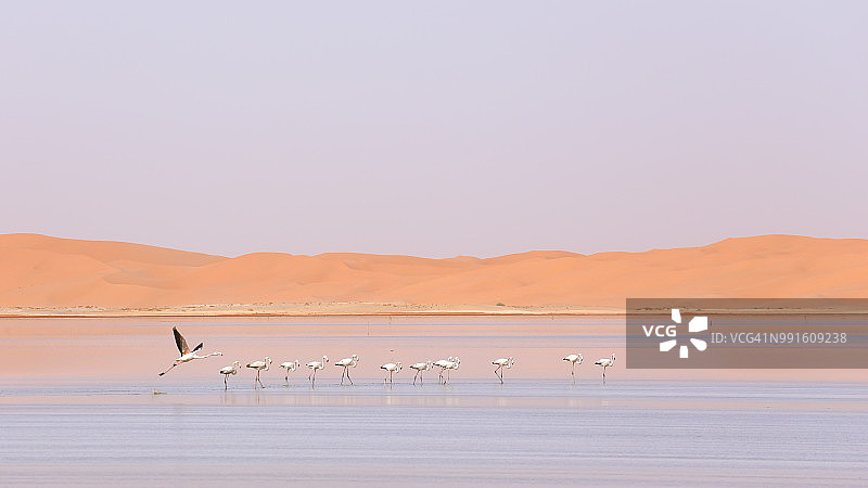 火烈鸟与沙丘图片素材