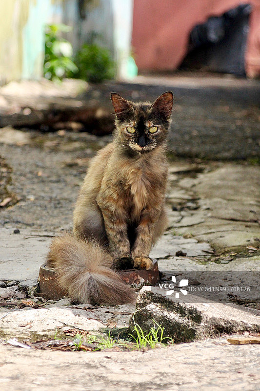 圣图尔塞的街猫，波多黎各图片素材