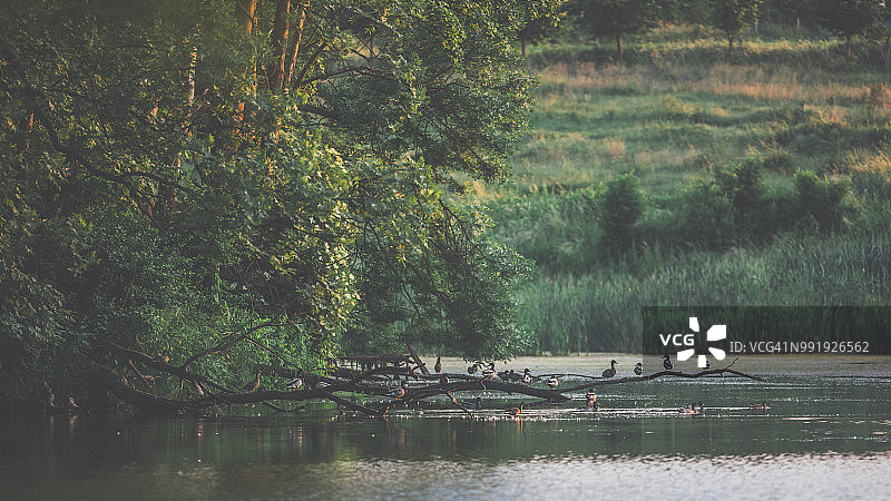 日落后森林水边休息的野鸭图片素材