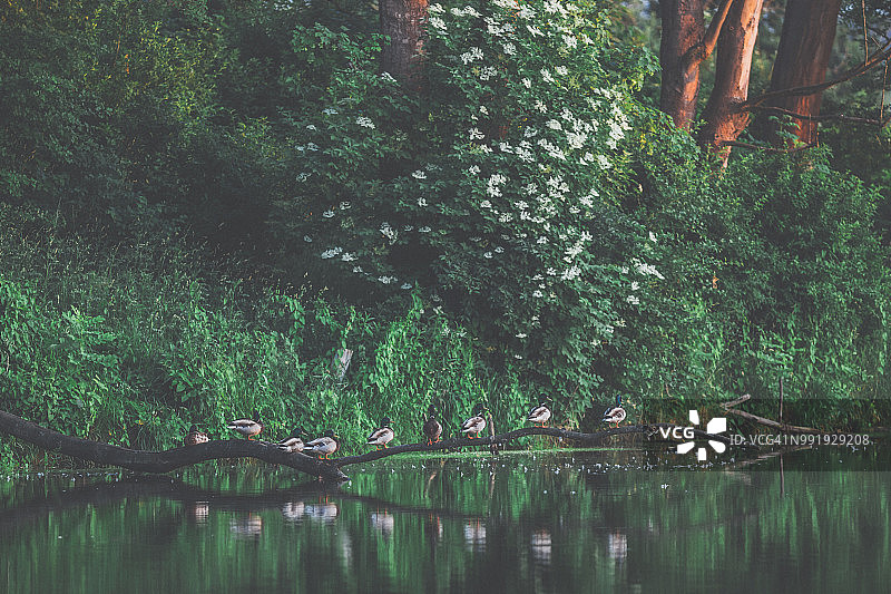 日落后森林水边休息的野鸭图片素材