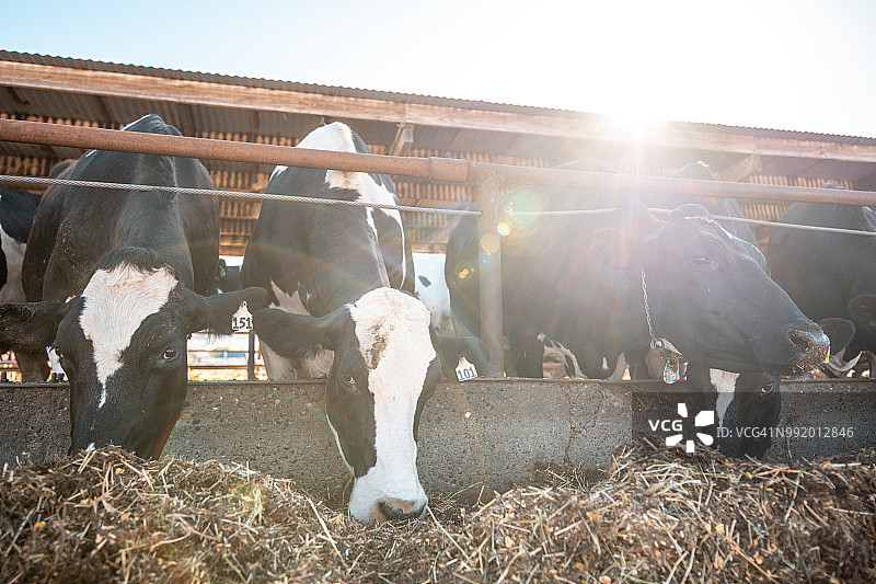 围栏里的奶牛图片素材