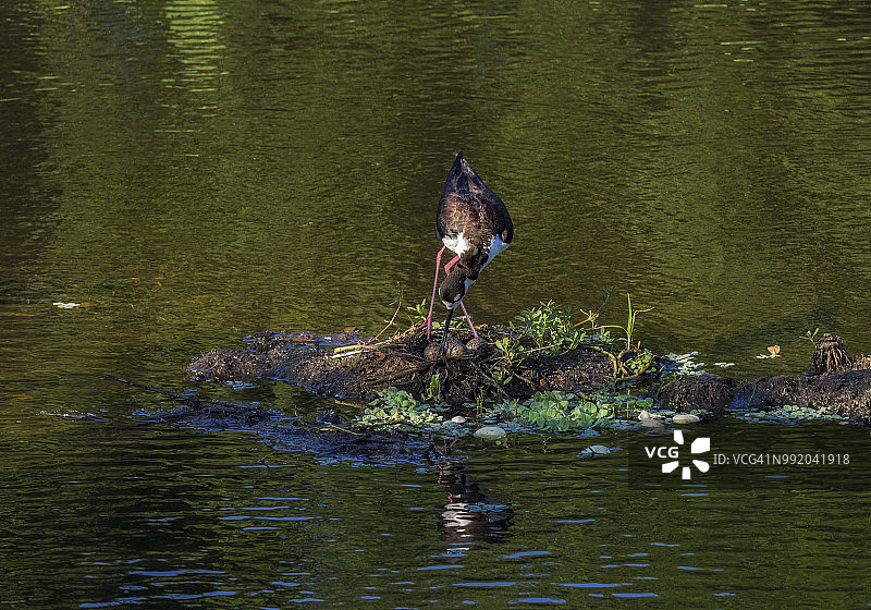 黑颈长脚鹬在濒临被洪水淹没的筑巢地照料它的蛋图片素材