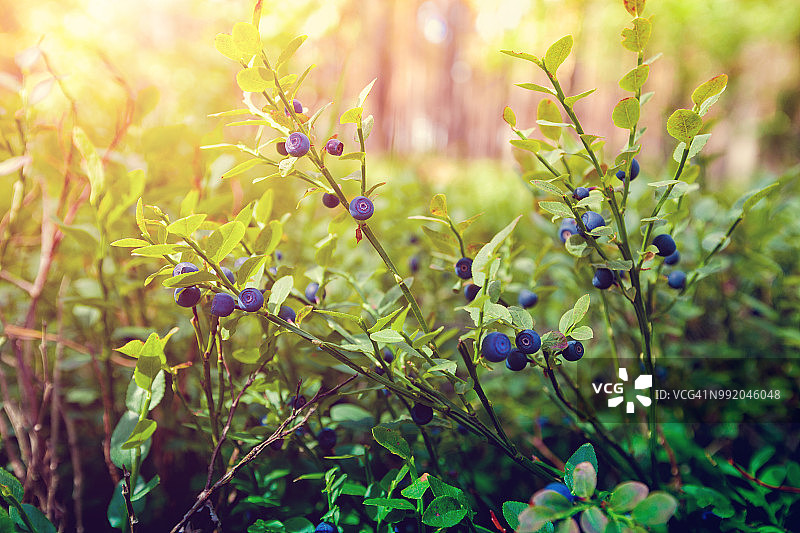 森林里的浆果图片素材