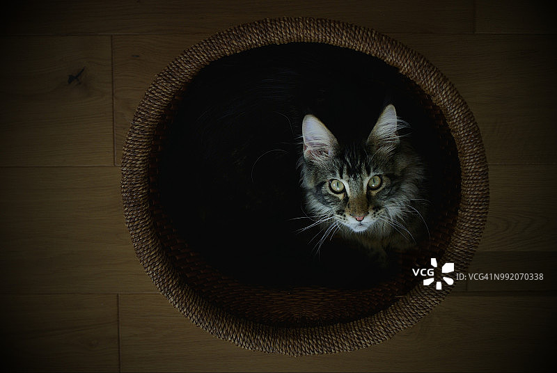 缅因库恩猫图片素材