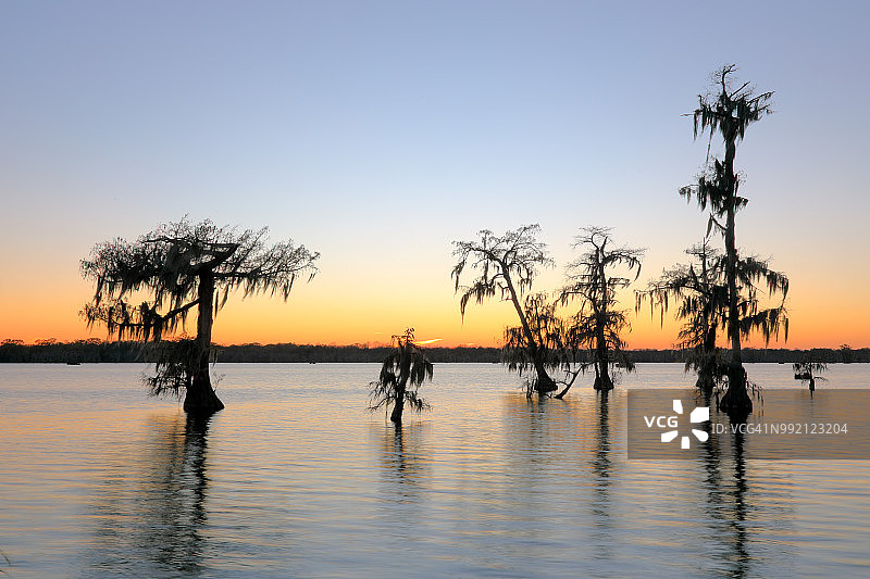 马丁湖日落时的柏树图片素材