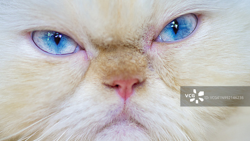 不开心的喜马拉雅猫特写图片素材