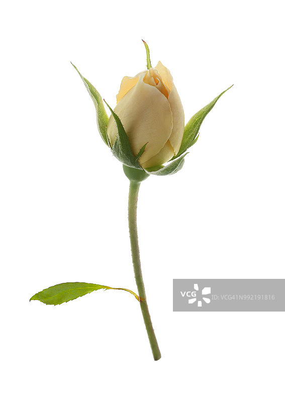 奶油玫瑰花苞和叶子图片素材