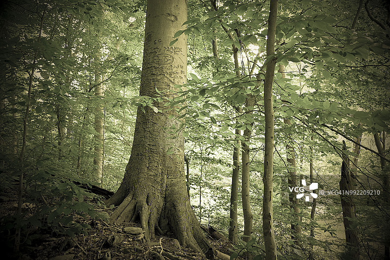 树皮上刻有雕刻和信息的山毛榉树图片素材