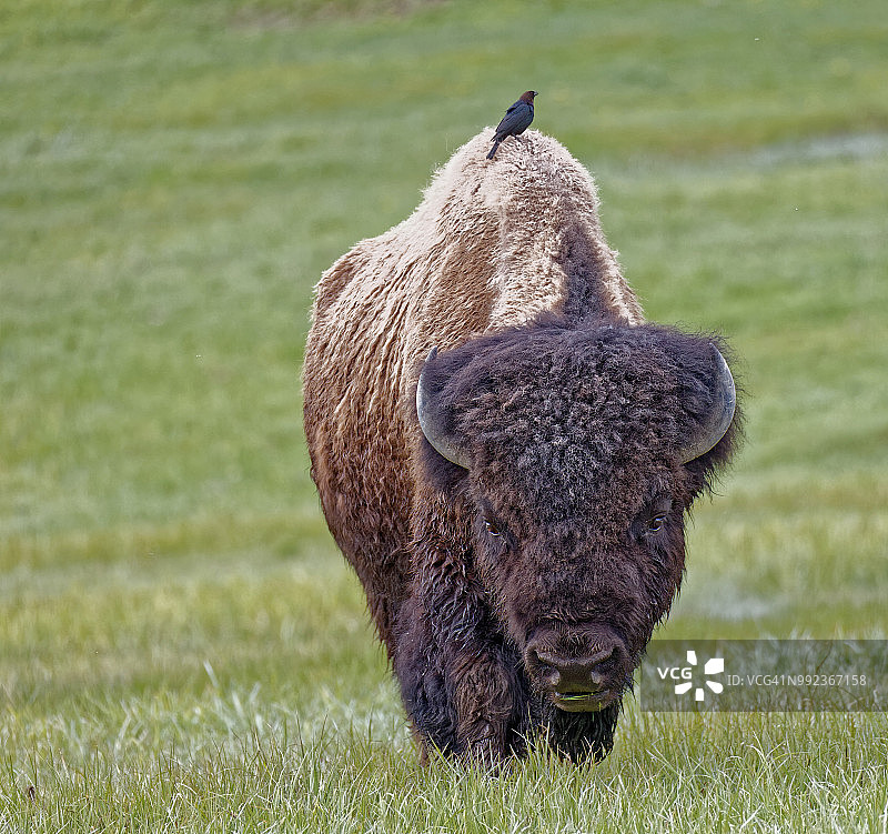雄性棕头鸦雀靠近美洲野牛图片素材