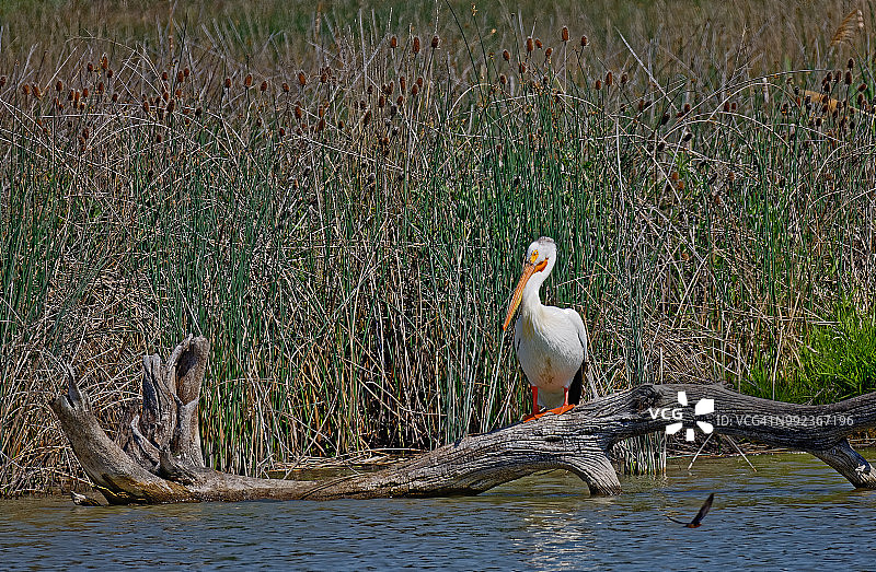 树上栖息的白鹈鹕图片素材