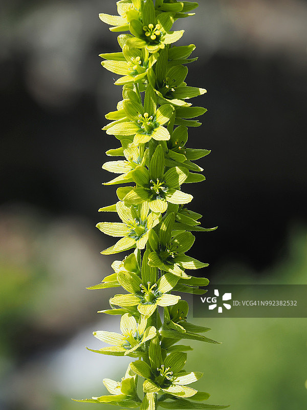 绿藜芦，印度商陆，印度嚏根草，假嚏根草图片素材