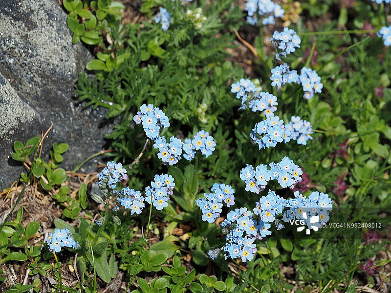 阿尔卑斯勿忘我图片素材