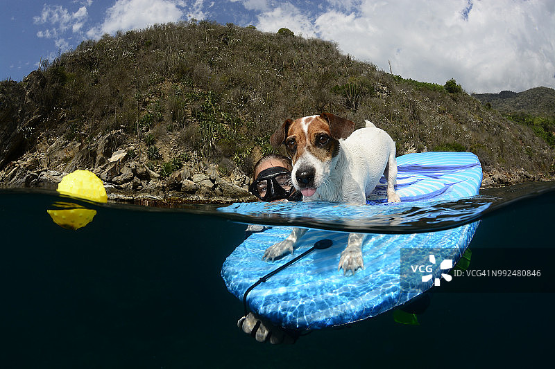 正在冲浪的杰克罗素梗犬图片素材