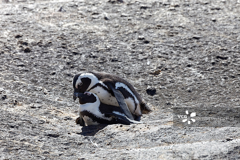 在开普敦西蒙镇附近的巨石海滩企鹅栖息地交配的非洲企鹅或驴企鹅图片素材