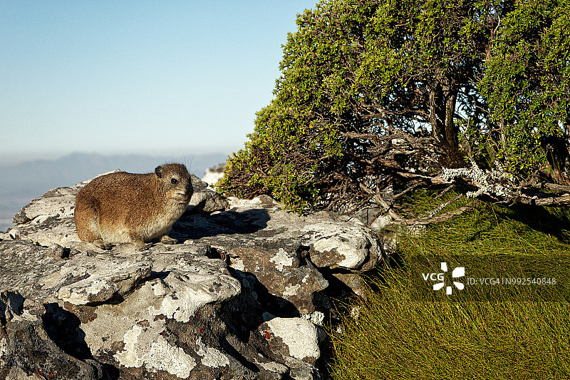 开普敦桌山上的蹄兔图片素材