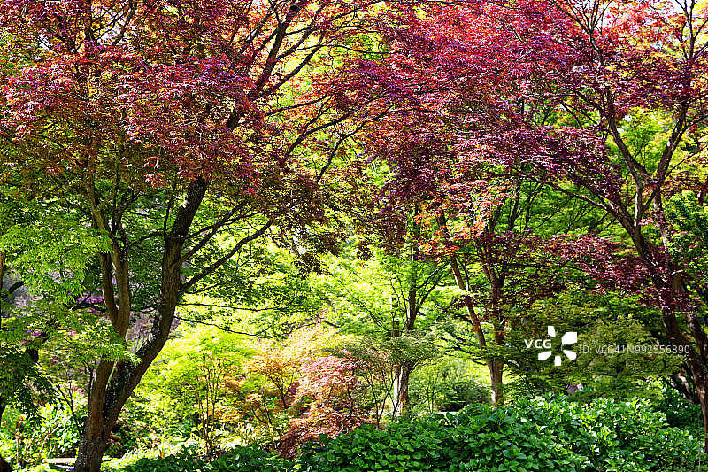 基督城哈格利公园植物园的树叶颜色图片素材