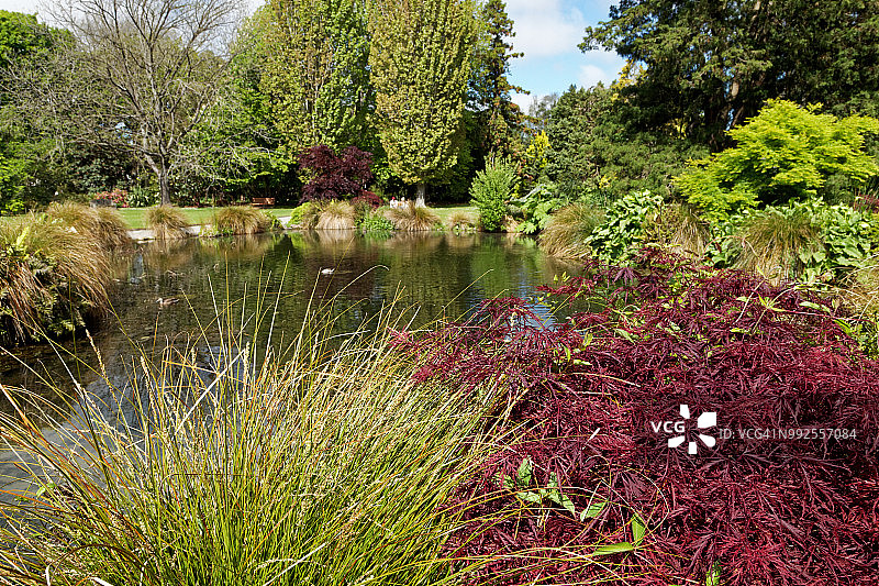 基督城哈格利公园植物园的观赏池塘图片素材