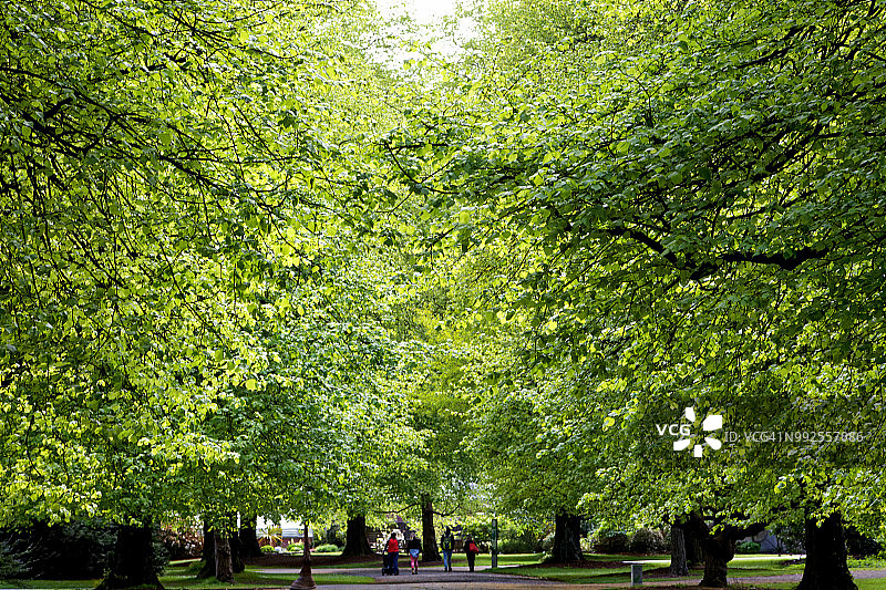 基督城哈格利公园植物园的夏季树木大道图片素材