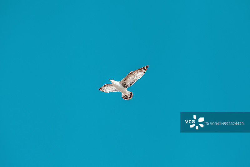 蓝天下自由飞翔的海鸥图片素材