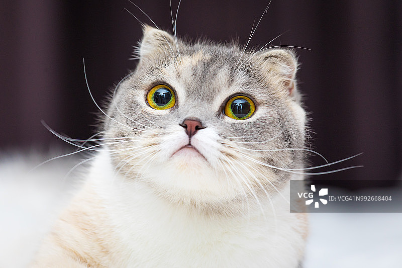 可爱苏格兰折耳猫向上看，失焦特写图片素材