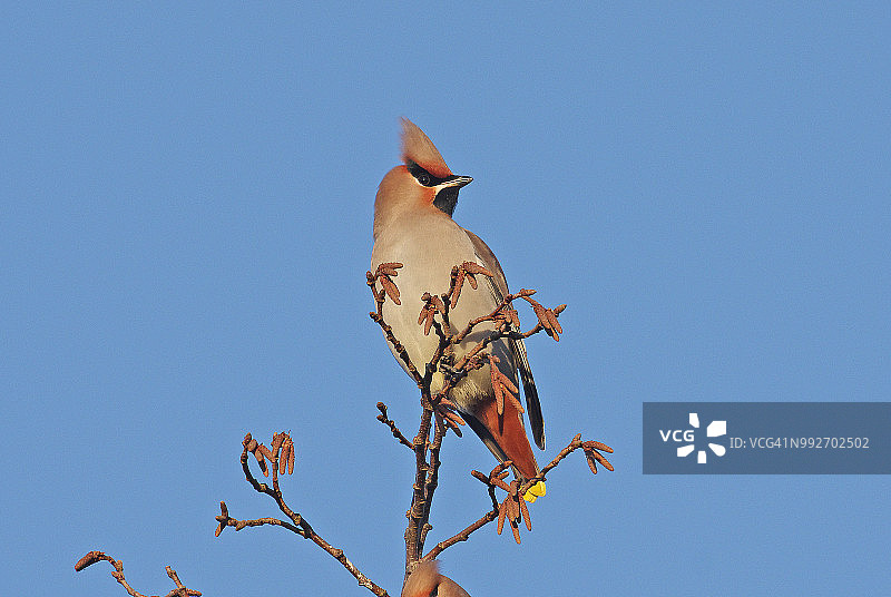 太平鸟图片素材