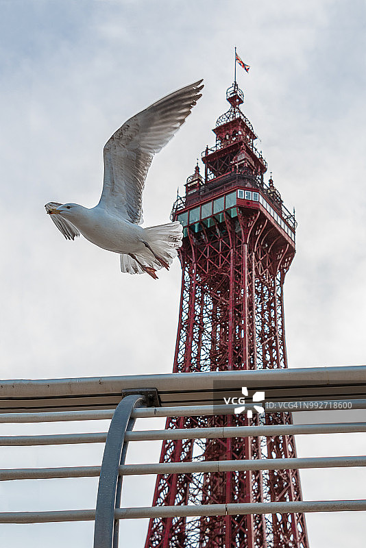 飞行中的海鸥图片素材