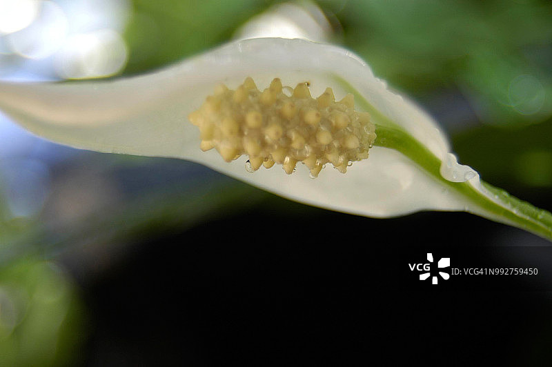 白色婚礼图片素材